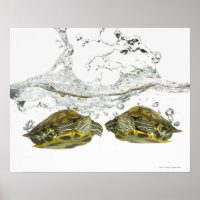 Red slider turtles
