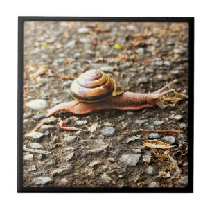Red Snail on the Ground Ceramic Tile