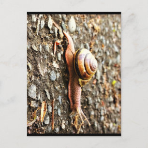 Red Snail on the Ground Postcard