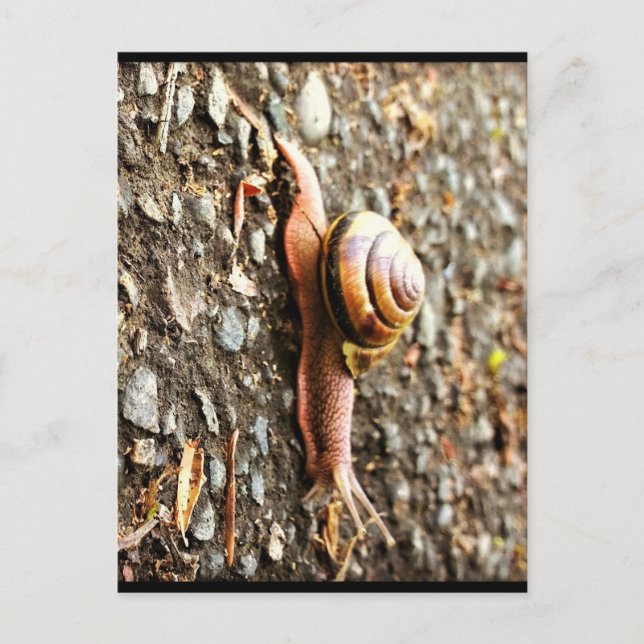 Red Snail on the Ground Postcard (Front)