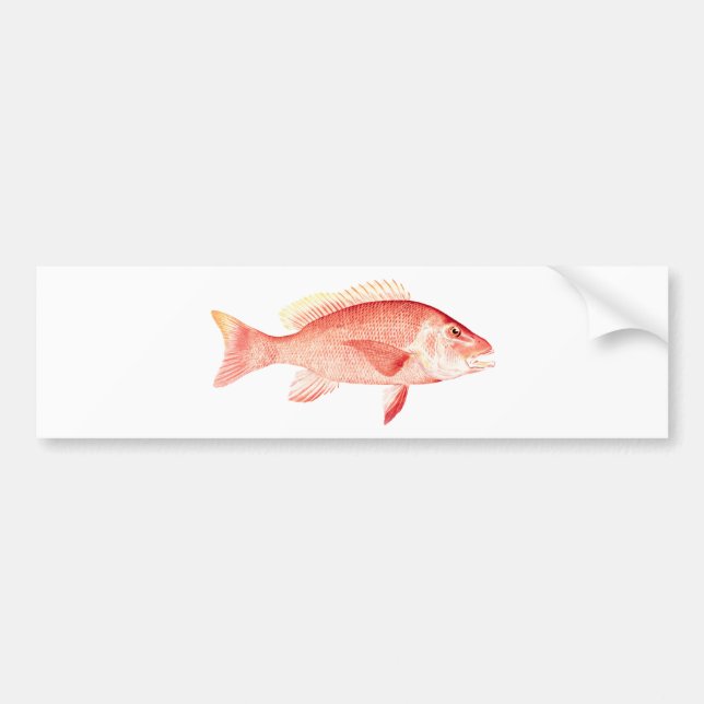 Red Snapper Bumper Sticker (Front)
