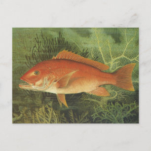 Red Snapper Fish in the Ocean, Vintage Marine Life Postcard