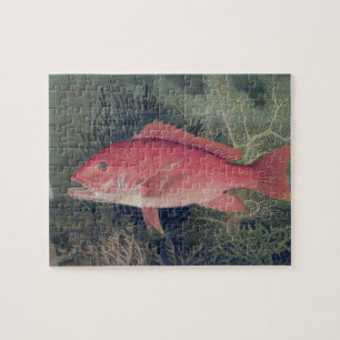 Red Snapper, from 'Game Fishes of the United State Jigsaw Puzzle