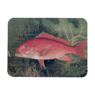 Red Snapper, from 'Game Fishes of the United State Magnet