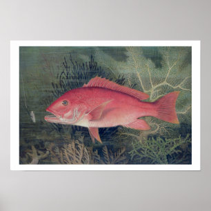 Red Snapper, from 'Game Fishes of the United State Poster