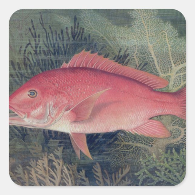 Red Snapper, from 'Game Fishes of the United State Square Sticker (Front)