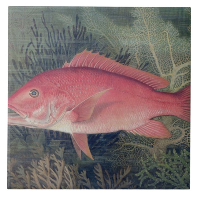 Red Snapper, from 'Game Fishes of the United State Tile (Front)