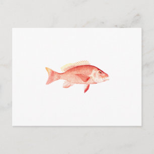 Red Snapper Postcard