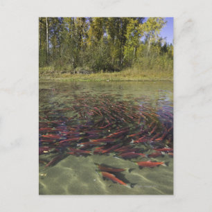 Red Sockeye salmon milling in calm eddy and Postcard