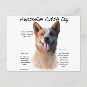 Red Speckle Australian Cattle Dog History Postcard