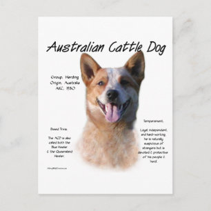Red Speckle Australian Cattle Dog History Postcard
