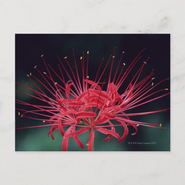 Red spider lilies postcard (Front)