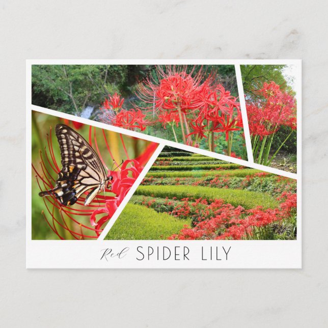 Red Spider Lily Postcard (Front)