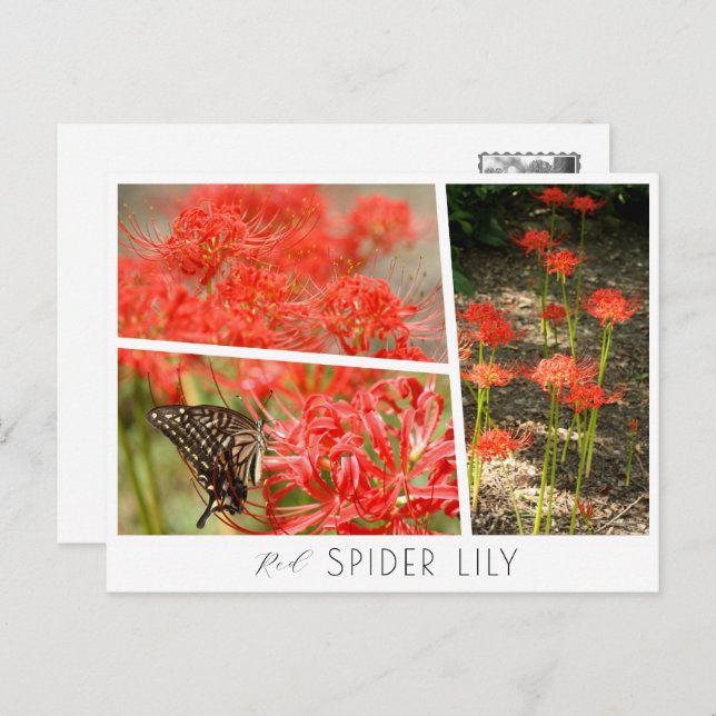Red Spider Lily Postcard (Front/Back)