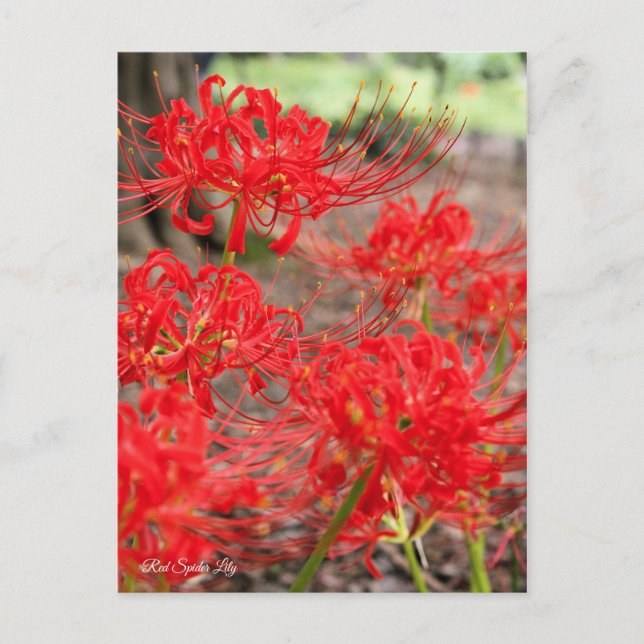 Red Spider Lily ：Postcard Postcard (Front)