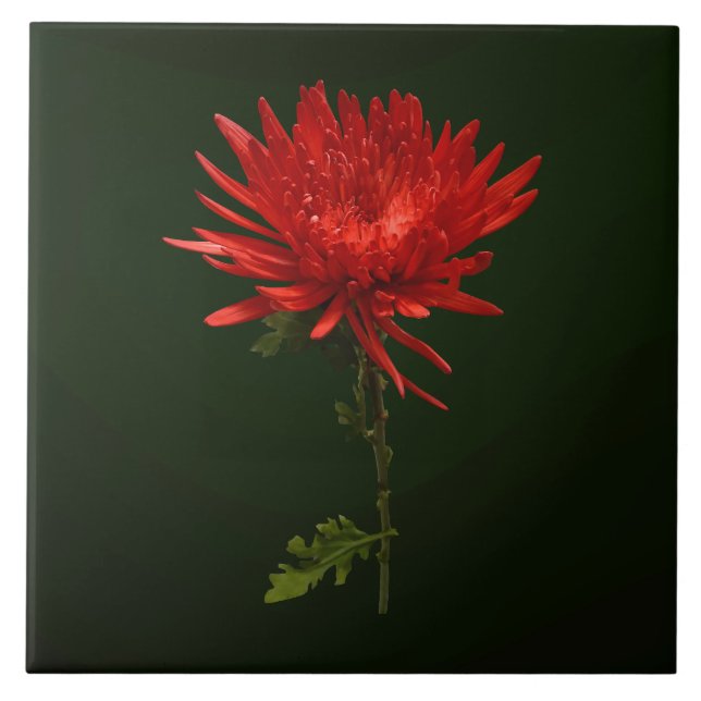 Red Spider Mum Ceramic Tile (Front)