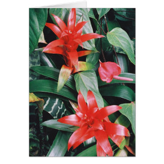 Red Spikey Tropical Flowers