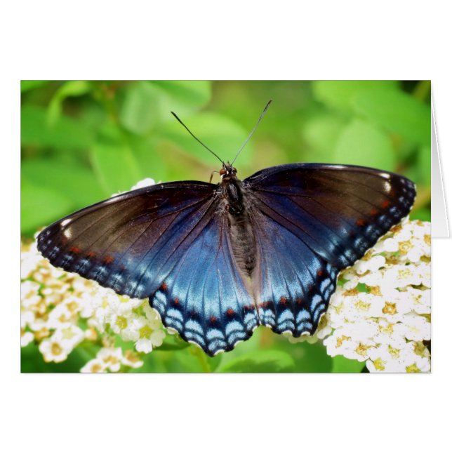 Red Spotted Purple - Butterfly (Front Horizontal)
