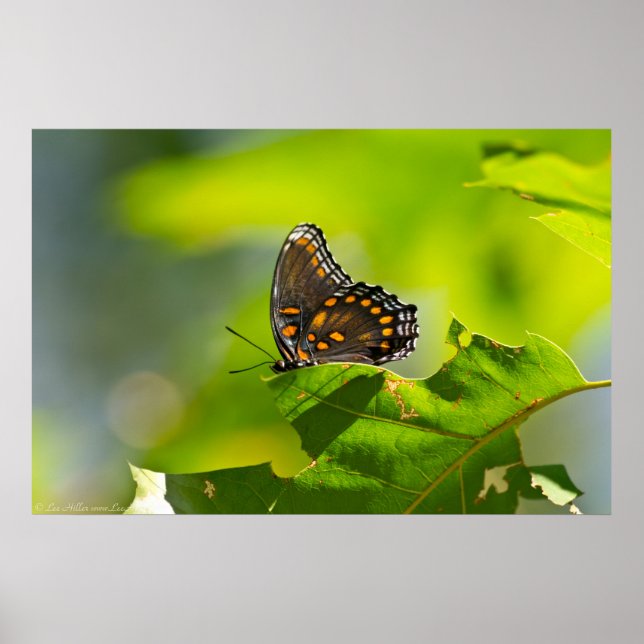 Red Spotted Purple Butterfly on Sunny Leaf Poster (Front)