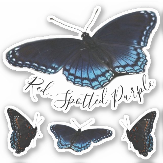 Red Spotted Purple Butterfly Set (Front)