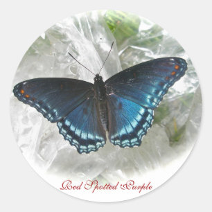 Red Spotted Purple Butterfly Sticker