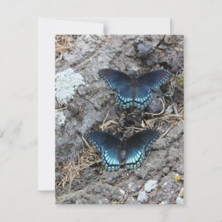 Red-spotted Purple Postcard