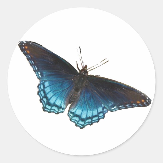 Red-spotted Purple Sticker (Front)
