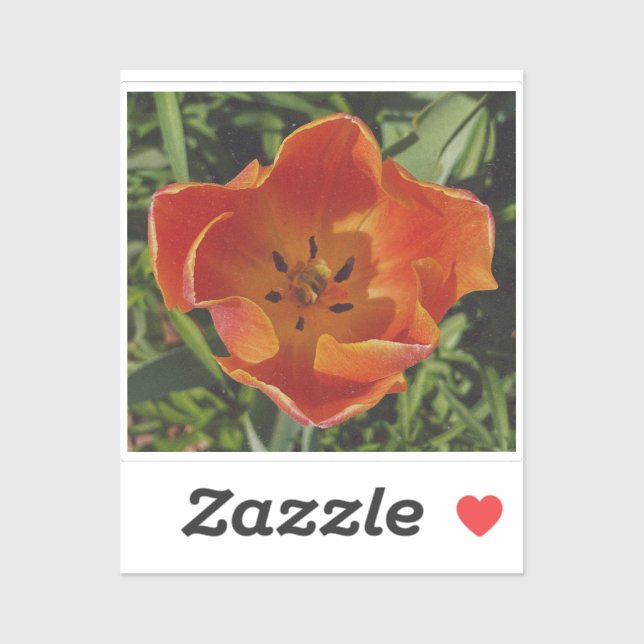 red spring flower  (Sheet)