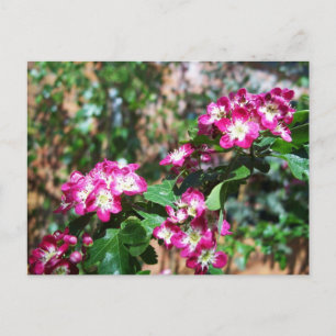 Red Spring Hawthorn Postcard
