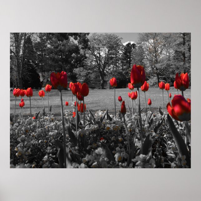 Red Spring Tulips Poster (Front)