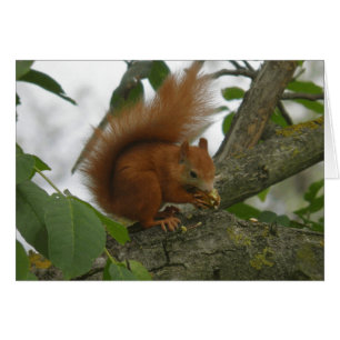 Red Squirrel