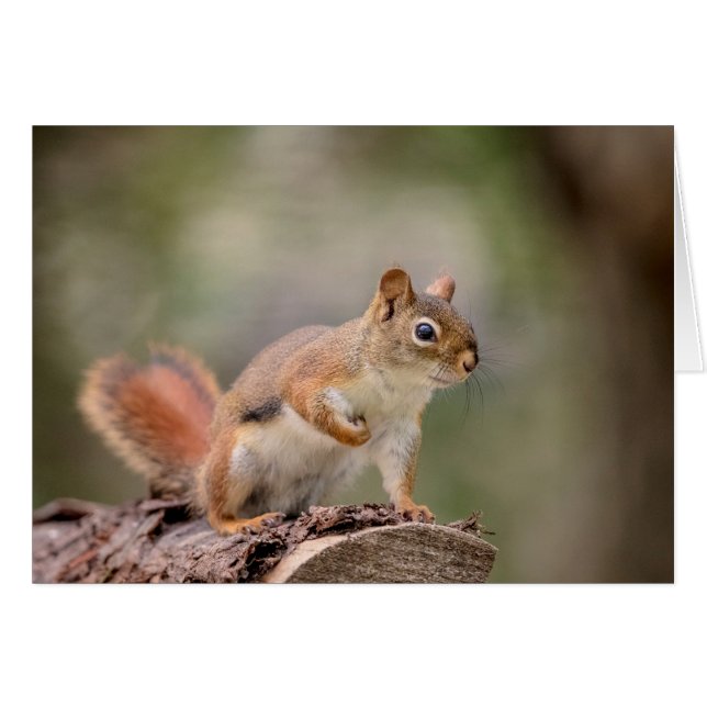 Red Squirrel (Front Horizontal)