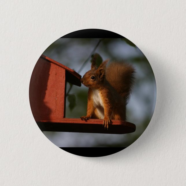 Red squirrel 6 cm round badge (Front)