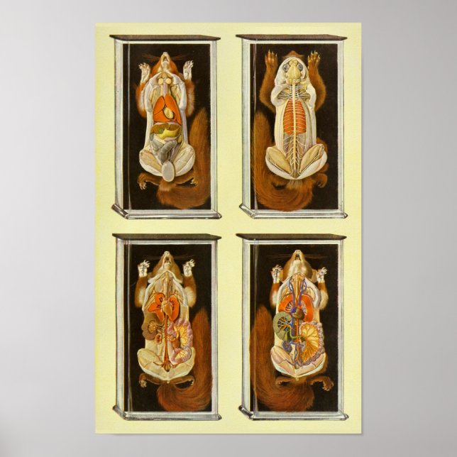 Red Squirrel Anatomy Veterinary Vintage Poster (Front)