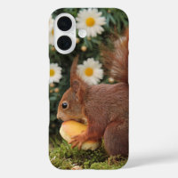Red Squirrel and Daisies Cute Photo