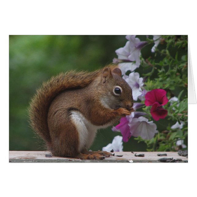 Red Squirrel and Petunias (Front Horizontal)