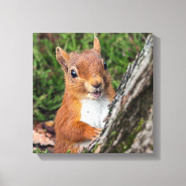 red squirrel animal print (Front)