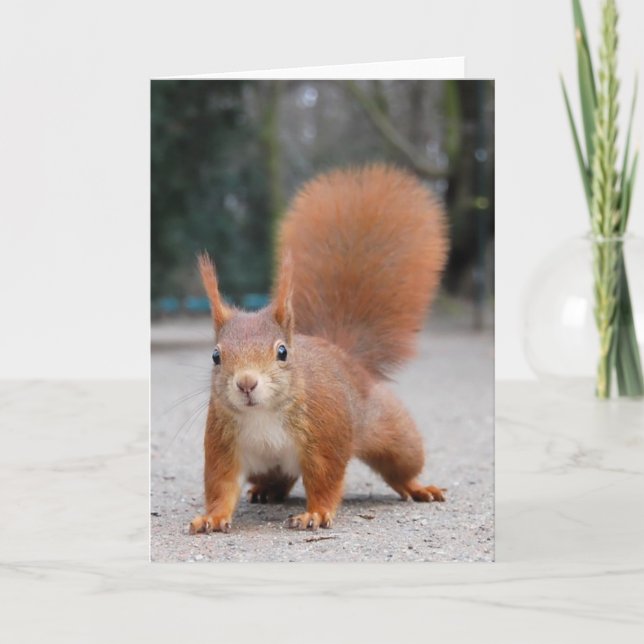 Red Squirrel Card (Front)