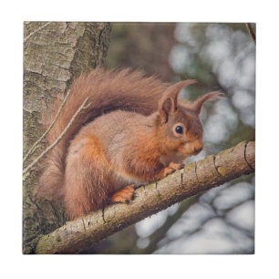 Red Squirrel Ceramic Tile