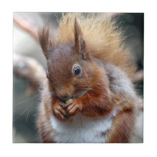 Red Squirrel Ceramic Tile