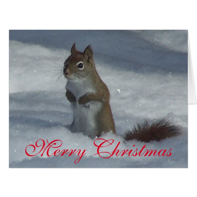 Red Squirrel Christmas Greeting Card (Front Horizontal)