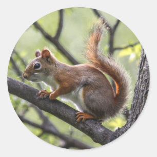 Red Squirrel Classic Round Sticker