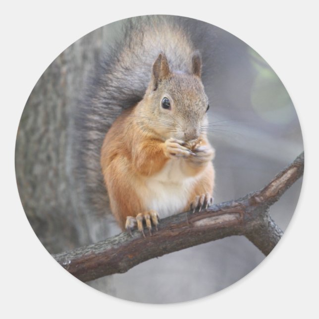 Red Squirrel Classic Round Sticker (Front)