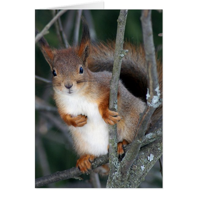 Red Squirrel Closeup (Front)