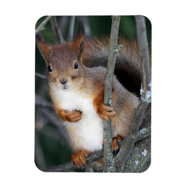 Red Squirrel Closeup Magnet (Vertical)