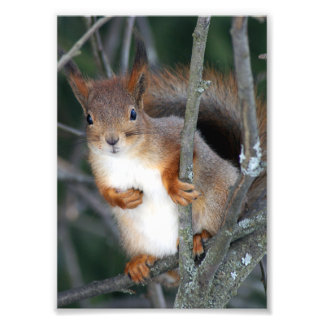 Red Squirrel Closeup Photo Print