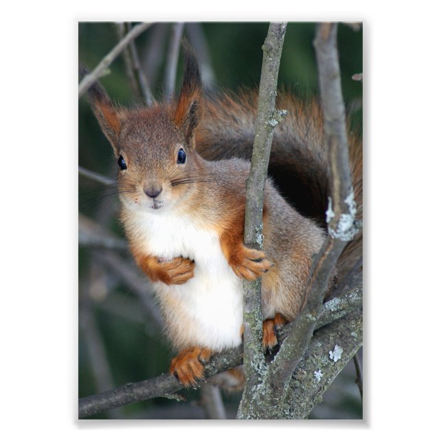 Red Squirrel Closeup Photo Print (Front)