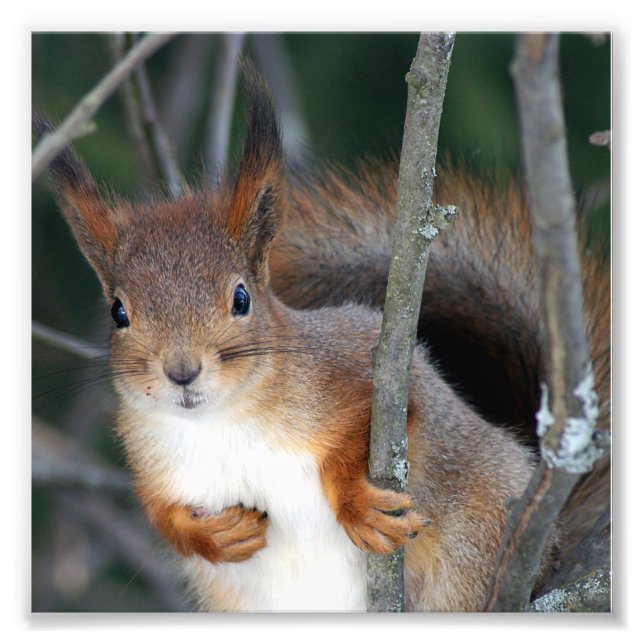 Red Squirrel Closeup Photo Print (Front)