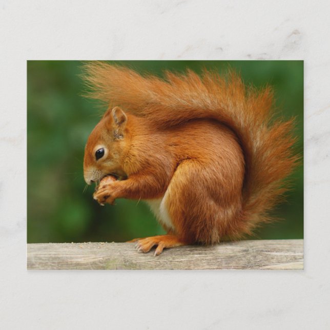 Red squirrel eating a nut postcard (Front)