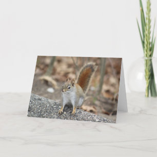 Red squirrel greeting card